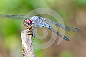 Blue Dragonfly Macro