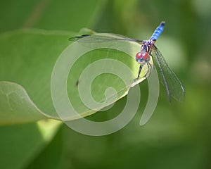 Blue Dragonfly on Milkweed Plant photo