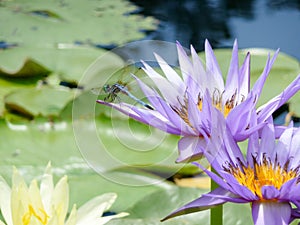 Blue dragonfly on a nymphea waterlily flower, TX, US
