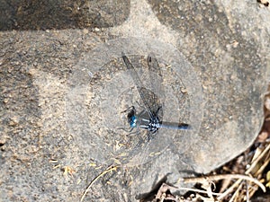a blue dragonfly perched on a rock