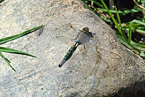 Dragonfly on a rock
