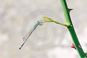 Blue dragonfly on a plant branch