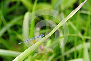 Blue dragonfly on plant , Lithuania