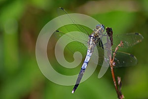 Blue dragonfly resting on a branch
