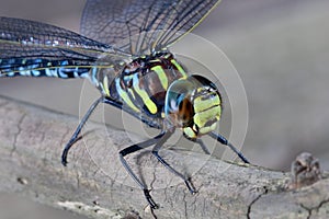 Blue Dragonfly resting on branch