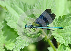 Blue dragonfly resting on a green leaf