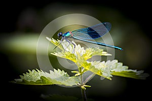 Blue Dragonfly