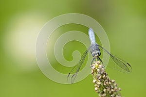Blue dragonfly resting on a pond plant spike