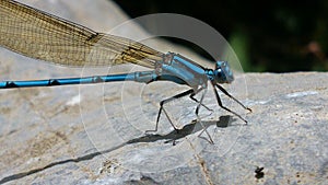 Blue dragonfly on rock photo