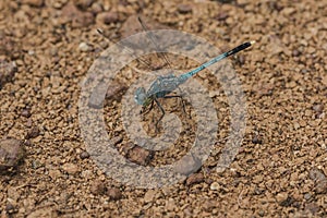 Blue dragonfly on the rock