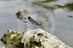Blue dragonfly on a rock near the river