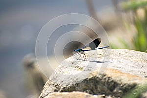 Blue dragonfly on a rock near the river side. With depth of field background