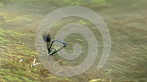 A blue dragonfly sits on another dragonfly and tries to impregnate it.