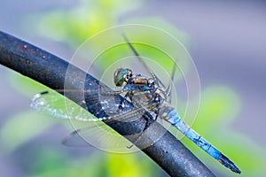 blue dragonfly sits on a black metal bar