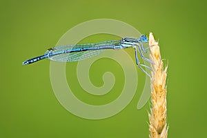 Blue dragonfly sits on a blade of grass