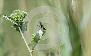 Blue dragonfly sits on a blade of grass in front of blurred background