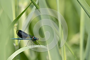 Blue dragonfly sits on a blade of grass in front of blurred background