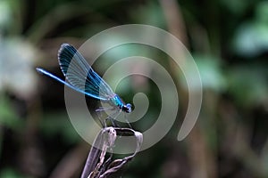 Blue dragonfly sits on a dry stalk.