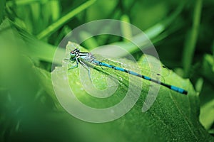 Blue dragonfly sits on a green blade of grass close-up. Macro photo.