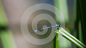 Blue dragonfly sitting on the blade of grass