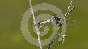 Blue dragonfly sitting on the blade of grass