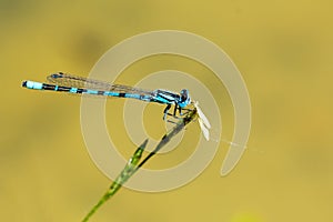 Blue dragonfly sitting on a blade of grass