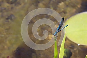 Blue Dragonfly Sitting on dead tree Branch Selective Focus