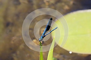 Blue Dragonfly Sitting on dead tree Branch Selective Focus