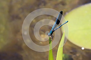 Blue Dragonfly Sitting on dead tree Branch Selective Focus