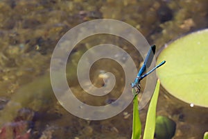 Blue Dragonfly Sitting on dead tree Branch Selective Focus