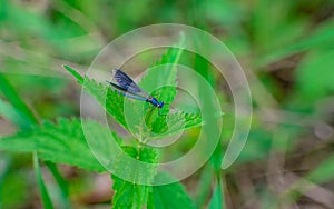 a blue dragonfly sitting on the grass with its wings raised nicely