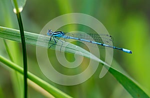 A blue dragonfly is sitting on a green leaf