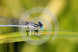 Blu libellula 
