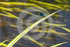 Blue dragonfly sitting on a leaf, water in the background