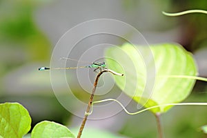 Blue dragonfly on a small branch.