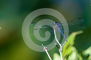 Blue dragonfly on a small branch with green background photo