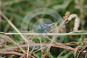 Blue dragonfly