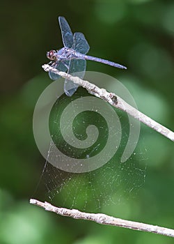 Blue dragonfly and spider web