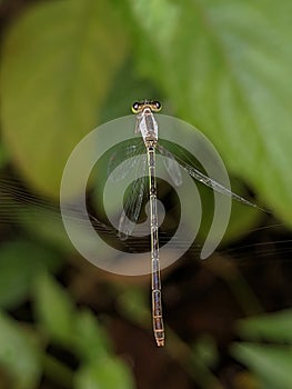 blue dragonfly on a spider web being trapped