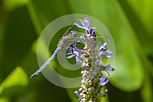 Blue dragonfly on spike of lily