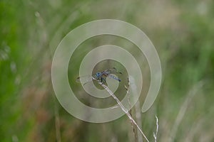 Blue dragonfly on tall grass