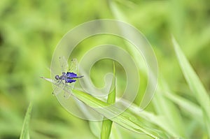 Blue dragonfly with transparent wings on the leaves of the grass Background blurry green tree