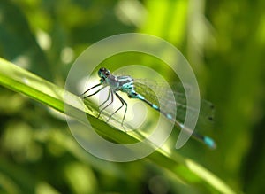 Blue dragonfly with transparent wings sits on a blade of grass on a blurred green background of grass