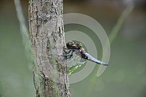 Blue Dragonfly on the tree trunk of a willow near the pond - Odonata.