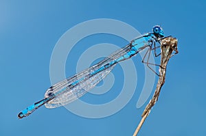 Blue dragonfly on a twig side view