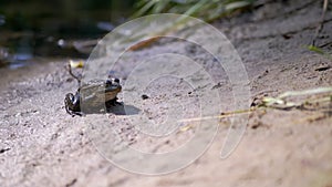 Blue Dragonfly on the Wet Sand Flies Away from a Hungry Toad Near the River