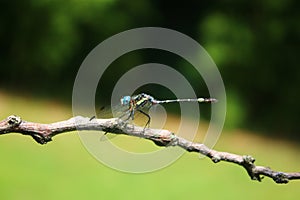 Blue Dragonfly