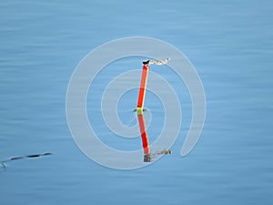 Blue dragonfly on a wooden rod on a green background