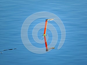 blue dragonfly on a wooden rod on a green background