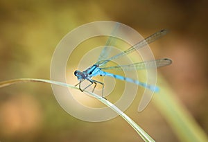 Blue dragonfly on a yellow background. Dragonfly sitting on a dry blade of grass. Textured wings. Bright summer day.